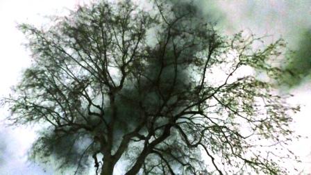 The haunted tree in Green Park.