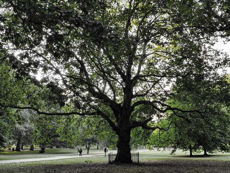 The tree of death in Green Park.